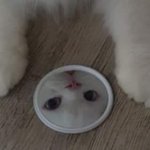 [댓글부탁해] 인스타 맞팔이랑 두줄<b>반사</b> 할 사람
