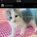 [19] 갑수목장 미로 데려온 <b>애완</b>샵 밝혀짐