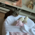 [드루와] 갑수목장으로 다들 <b>혼란</b>스러운에