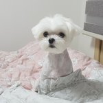 [댓글부탁해] 반려<b>동물</b> 키우는 사람 들어와봐