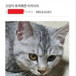 [개깊은빡침] 고양이 학대 살해한 <b>일베</b>충