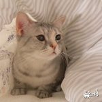 [드루와] 크림히어로즈 <b>티티</b> 좋아하는애들 들어와봐