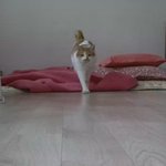 나의 동거묘 <b>도칠</b>이 20년 5월 일상들.