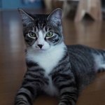 [드루와] 갑수목장 나온 고양이 유승호가 <b>입양</b> 했대