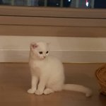 [모두드루와] 고양이 <b>레오</b>