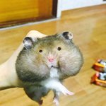 세상에서 젤 긔<b>여운</b> 짤 하나 푼다