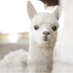 새로고침 준니 <b>하내</b> 붕신드리 ㅋㅋㅋ