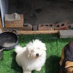 [강아지] 가족이 되어주세요