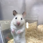 [드루와] 우리햄<b>스토</b> 너무 귀엽고 예뻥
