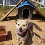[강아지] 진도 <b>믹스</b>아이의 가족이 되어주세요