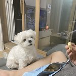 귀염잘생김터지는 게으른 말티즈 강아지 보구 가세여!!