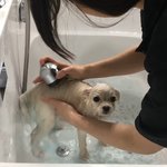 [댓글부탁해] +)와 포메는 ㄹㅇ 털빨<b>이네</b>