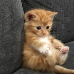 [드루와] <b>냐오</b>옹~