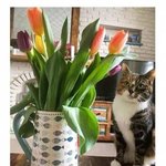 [모두드루와] 고양이에게 치명적인 <b>식물</b> ㄷㄷ