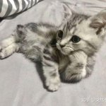 난 송대익 같은 남<b>캠들</b> 다 거름