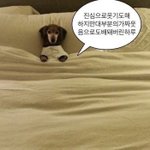 [댓글부탁해] 엉덩이 다 덮고 허벅지 <b>중간정도</b>