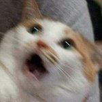 나 전<b>짝</b>남 조카 많이 마주침;;