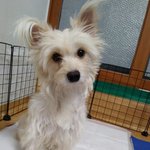 [강아지] <b>엘사</b>의 가족이 되어주세요