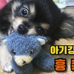 [강아지] 【아기강아지의 흉폭성! - <b>심장</b>주의:】