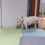 [강아지] <b>보나</b> 소식입니다