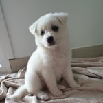 [강아지] 사랑이 데려온지 이틀째, 믹스견은 사랑입니다