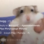 [드루와] 이분 <b>햄스터</b> 너무 인형같음