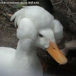 머리에 잔뜩 힘준 <b>오리</b>들