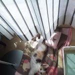 우리 <b>아기하루</b> 구경하고가세요(너무너무 귀여움주의)