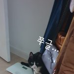 [고양이] 으르신... 귀트임...ㅠㅠ