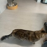 [고양이] 고양이 <b>발톱</b>쉽게 자르는 법 없나요 ㅠ