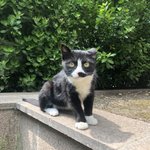 [고양이] 귀여운 아기 길고앵이 모음 4탄