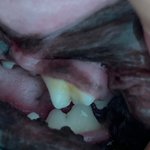 [강아지] 드뎌 <b>치석</b>이 없어졌어요!!!