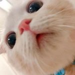 너희도 목 뒤로 젖히면 우두둑 소리 나???