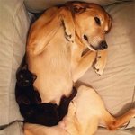 냥이만 보면 지극<b>정성</b> 쏟는 댕댕이