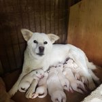 [강아지] 보호소에서 출산한 진도<b>믹스</b>