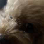 아니 <b>울</b> <b>집</b> 강아지 찍었는데 ㅋㅋㅋ