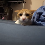 고양이 말이야