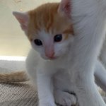 우리 이쁜 길냥이 <b>미묘</b>가 새끼를 낳았어요 ㅎ