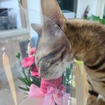 [이것좀봐줘] 뱅갈고양이 사진 <b>감상</b>해보자