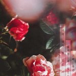 [위너] +)타팬 / 배경화면 갖고왔으