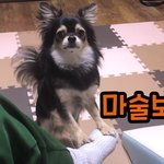 강아지에게 순간이동 <b>마술</b>보여주기!