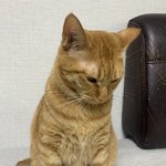 나 <b>수의사</b> 하고싶은데