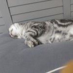 [고양이] 다들 집에 있는 귀요미 <b>자랑</b>하구가 !!