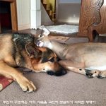 길 잃은 아기 <b>사슴</b> 보살펴준 댕댕이