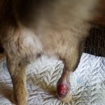 [강아지] <b>뒷다리</b> 다친 아이소식