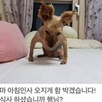 쌍수 한 판녀들아