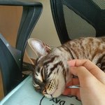 [드루와] 느그 집엔 <b>고앵이</b> 없지?