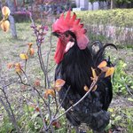 [무무닭] 수탉 <b>도르</b>마무 오랜만이죠?