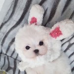 <b>쿠션</b> 추천해 주세여
