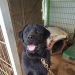 [강아지] 블랙 래브라도 가족이 되어주세요